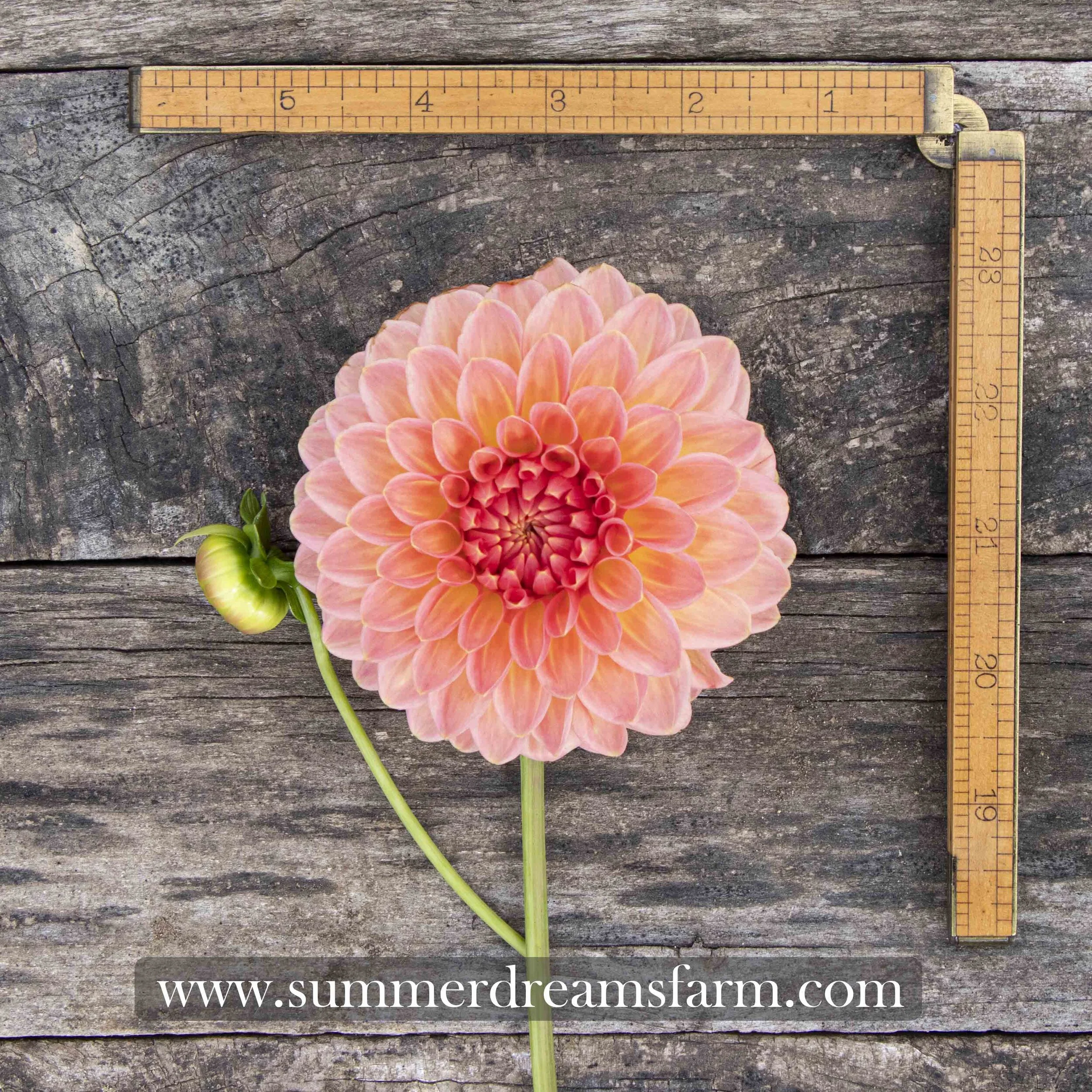 Dahlia - Hillcrest Suffusion — Dahlia | SummerDreamsFarm